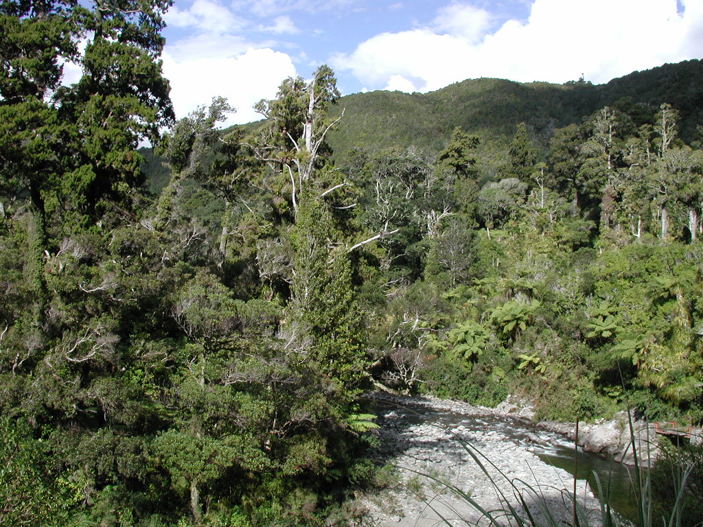 カイトケ地域公園の澄んだ川と森林