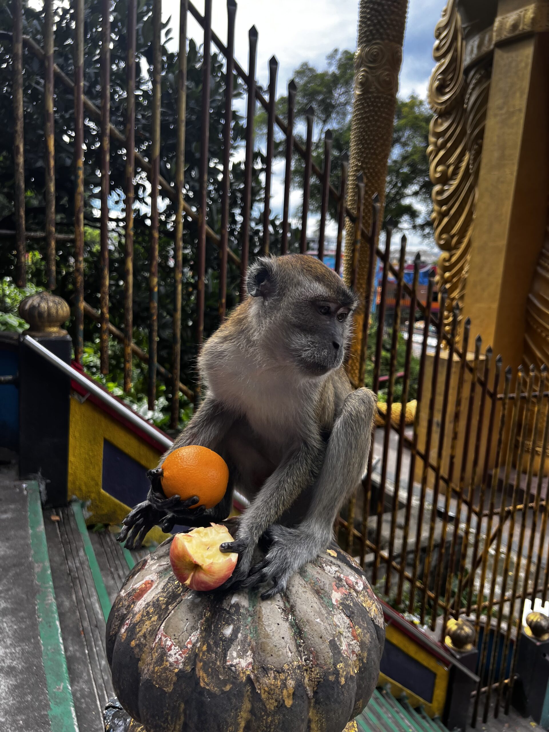 バトゥ洞窟に生息する野生のサル。観光客の荷物を狙っている。